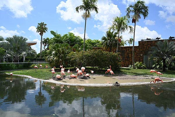 Flamingos in Zoo Miami